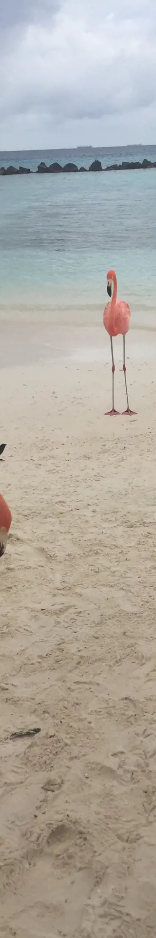 Flamingoinsel